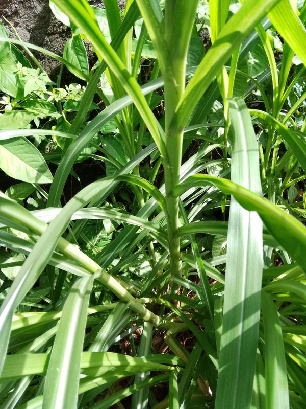 Identificação da planta Cana-de-açúcar por foto