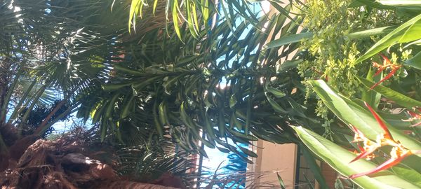 Identificação da planta Dracena por foto