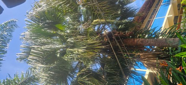 Identificação da planta Palmeira Leque da China por foto