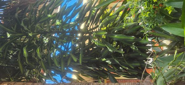 Identificação da planta Dracena por foto