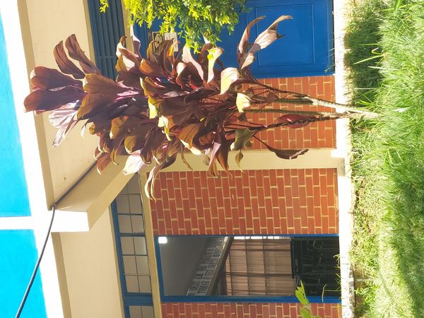 Identificação da planta Dracena por foto