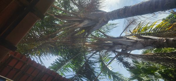 Identificação da planta Palmeira-imperial por foto