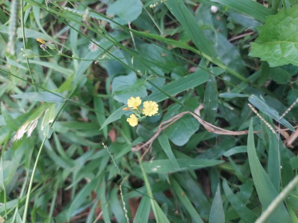 Identificação da planta Crepe do Japão por foto