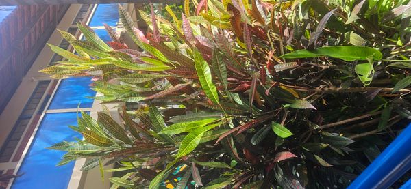 Identificação da planta Cróton por foto