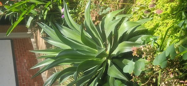 Identificação da planta Agave-foxtail por foto