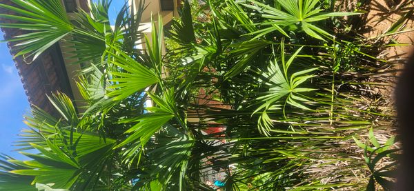 Identificação da planta Ráfia por foto