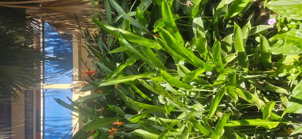 Identificação da planta Bananeira-de-jardim por foto