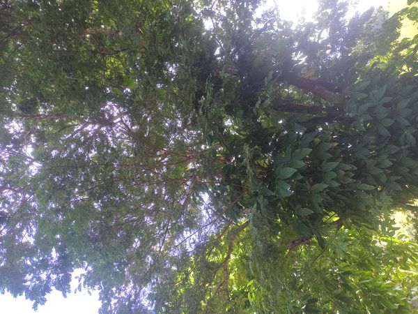 Identificação da planta Sibipiruna por foto