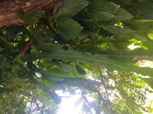 Identificação da planta Cacto-orquídea por foto