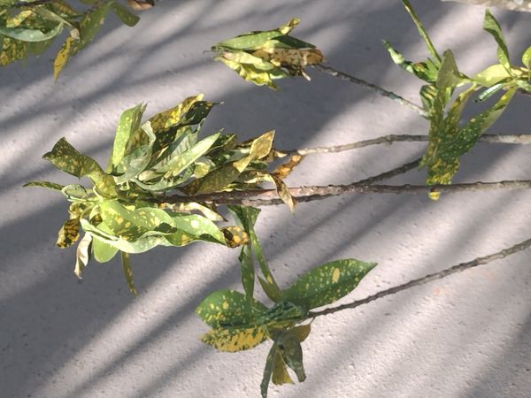 Identificação da planta Cróton por foto