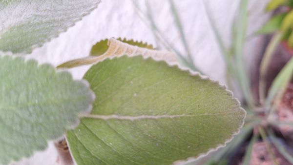 Identificação da planta Boldo-baiano por foto