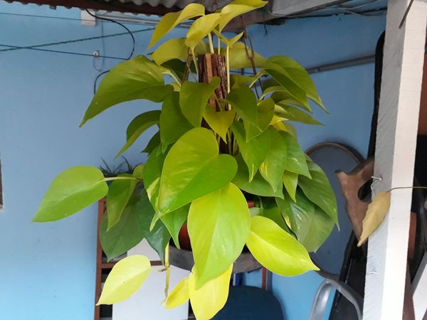 Identificação da planta Jiboia por foto