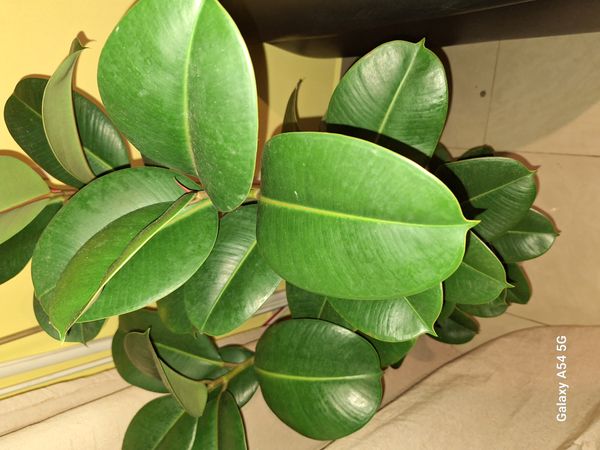 Identificação da planta Figueira-benjamim por foto