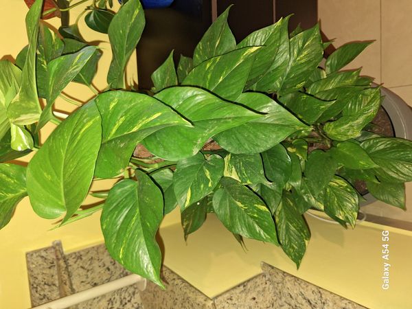 Identificação da planta Jiboia por foto