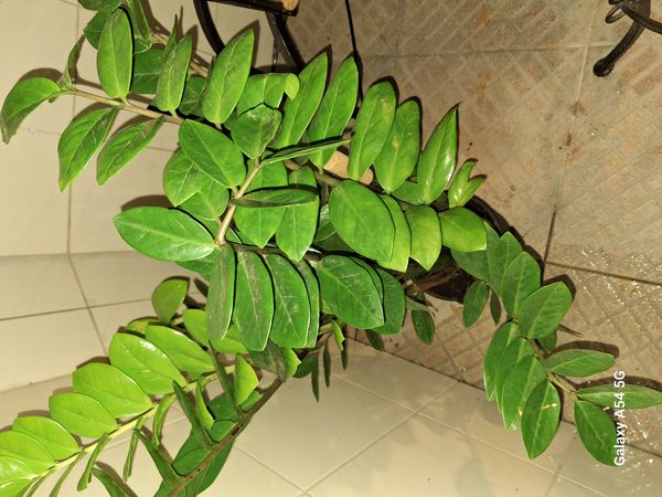 Identificação da planta Zamioculcas por foto