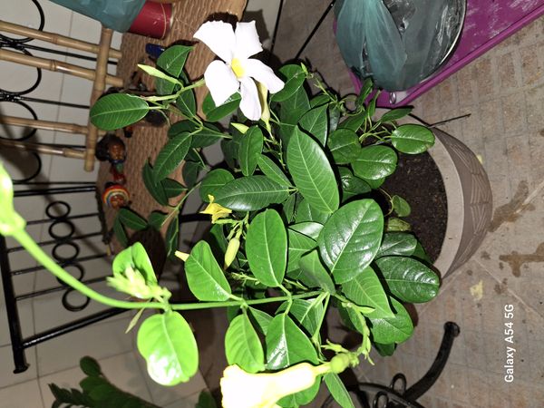 Identificação da planta Jasmim-do-chile por foto