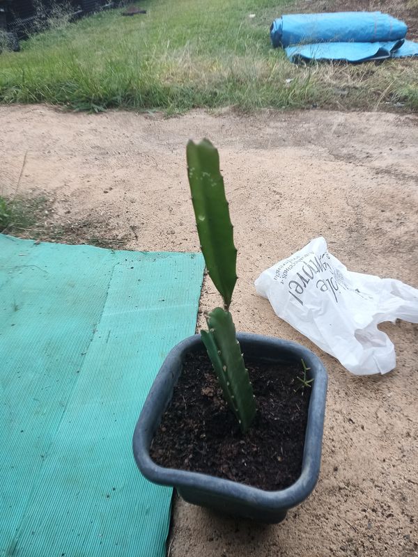 Identificação da planta Pitaia por foto
