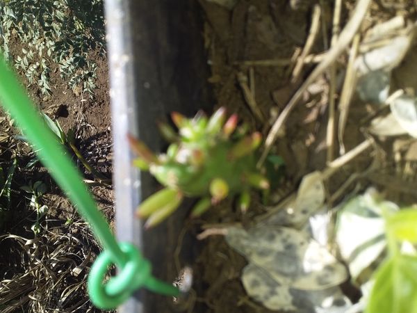 Identificação da planta Cacto-candelabro por foto