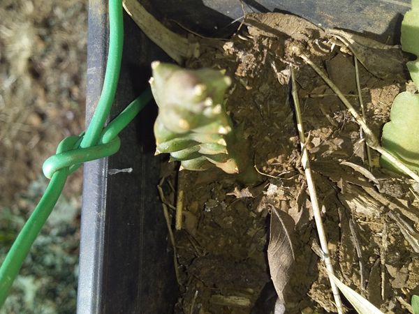Identificação da planta Cacto estrela por foto