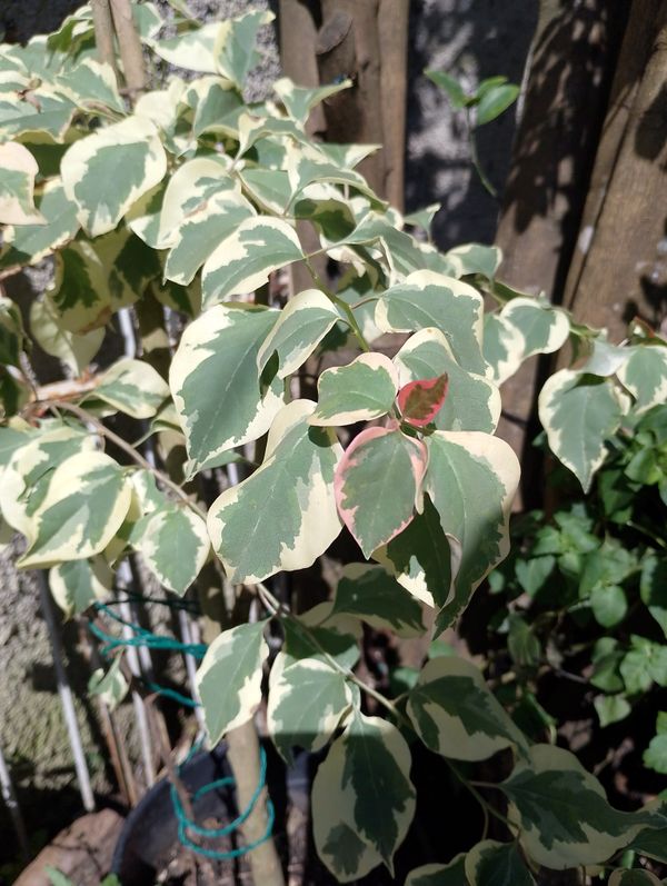 Identificação da planta Primavera por foto