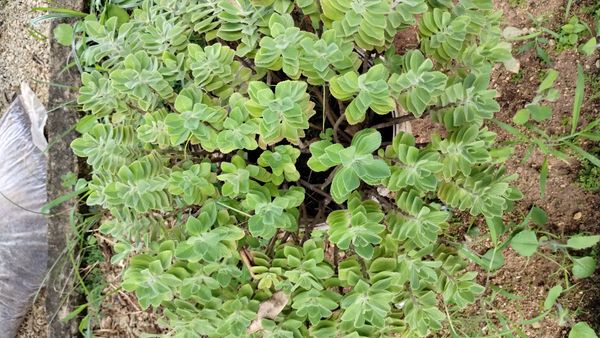 Identificação da planta Boldo chinês por foto