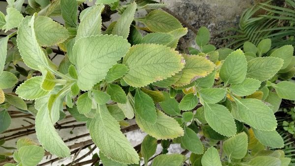 Identificação da planta Boldo por foto