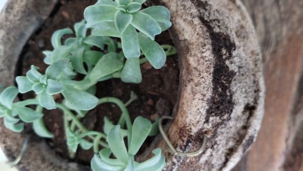 Identificação da planta Orostachys malacophylla não possui um nome popular amplamente reconhecido no Brasil por foto