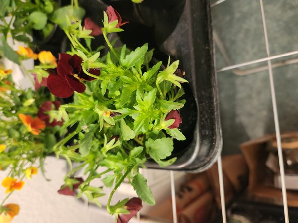 Identificação da planta Amor-perfeito por foto
