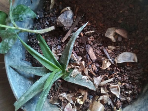 Identificação da planta Babosa por foto