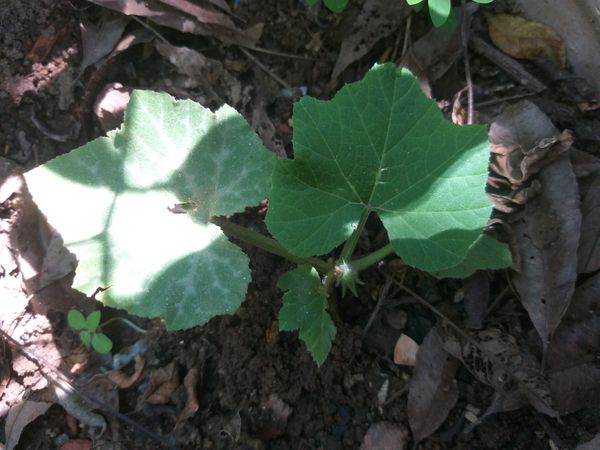 Identificação da planta Abóbora moranga por foto