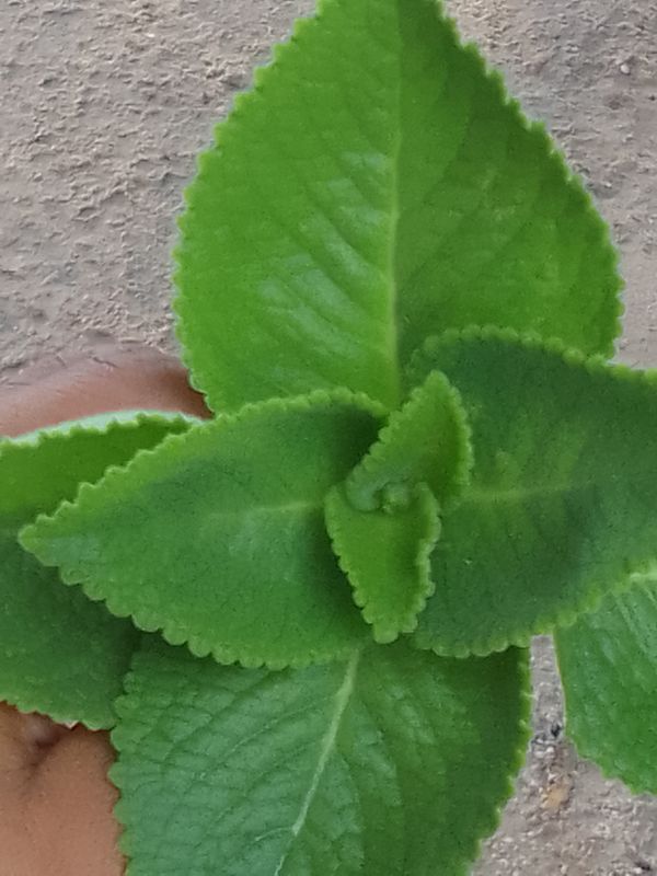 Identificação da planta Hortelã pimenta por foto
