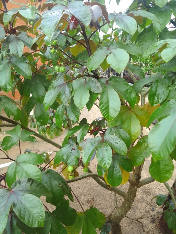 Identificação da planta Pinhão-roxo por foto