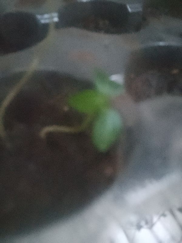 Identificação da planta Rodriguesia por foto