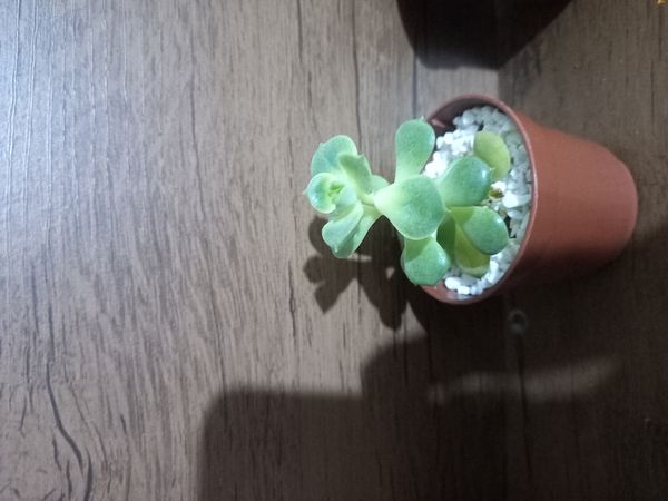 Identificação da planta Dedinho por foto