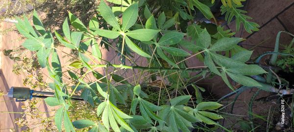 Identificação da planta Mandioca por foto