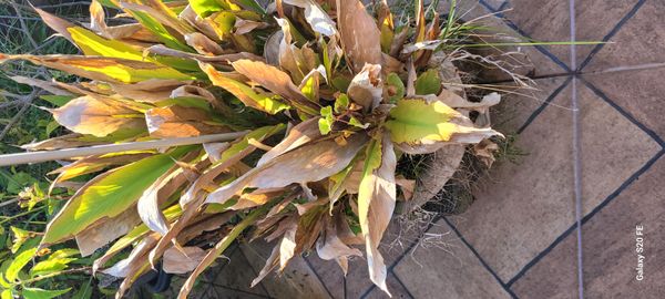 Identificação da planta Biri-amarelo por foto
