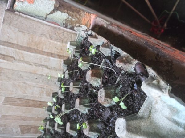 Identificação da planta Samambaia-açu por foto