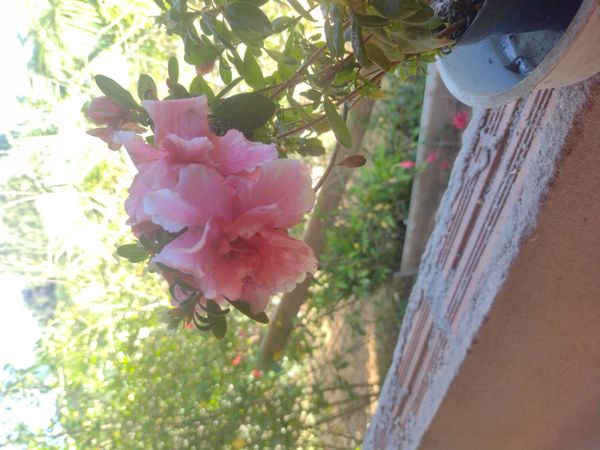Identificação da planta Azaléia por foto