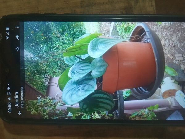 Identificação da planta Peperômia melancia por foto