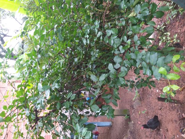 Identificação da planta Arapiraca por foto