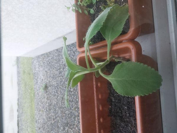 Identificação da planta Lambari-prateado por foto