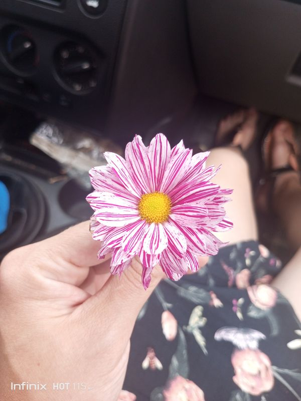 Identificação da planta Piretro por foto
