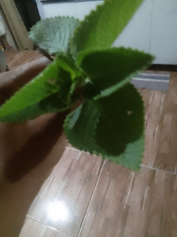 Identificação da planta Hortelã-da-folha-grossa por foto