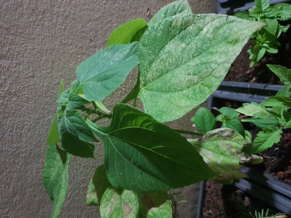 Identificação da planta Mexerica por foto