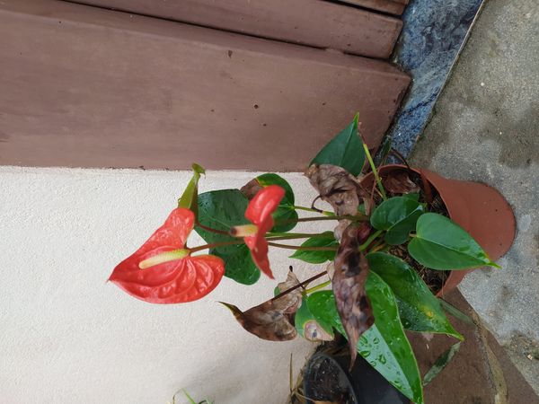 Identificação da planta Micro antúrio por foto