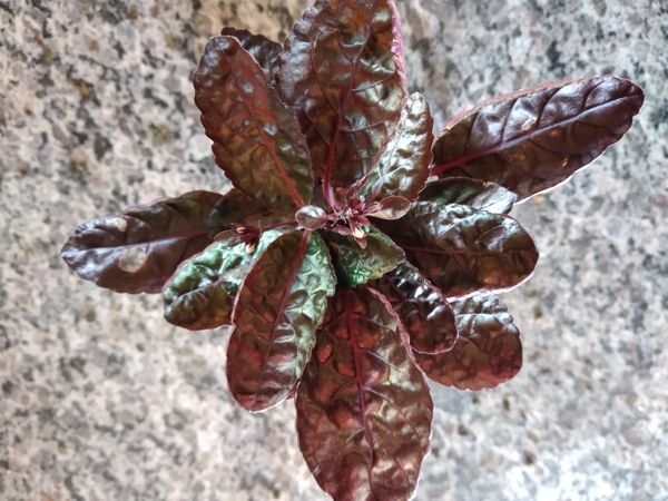 Identificação da planta Planta-mosaico por foto