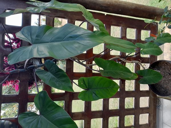 Identificação da planta Burgundy por foto