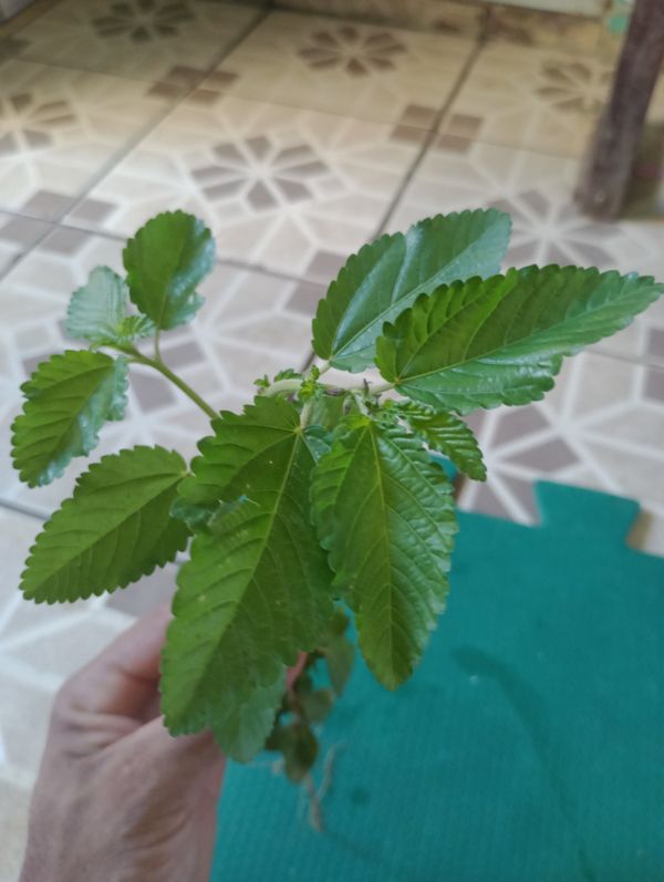 Identificação da planta Curaçá por foto