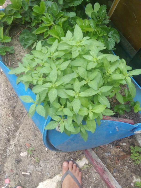 Identificação da planta Manjericão por foto