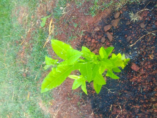 Identificação da planta Dama-da-noite por foto